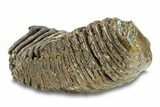 Fossil Woolly Mammoth Lower M Molar - Hungary #295844-5